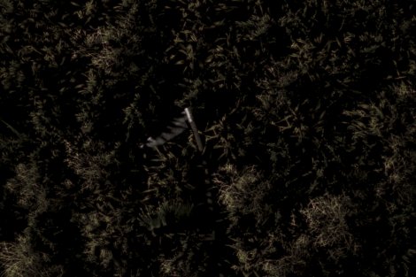 Vogelperspektive über einem Wald